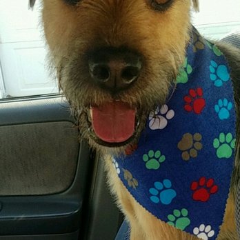 yuppie puppy oak park the yuppie puppy 17 photos 100 reviews pet groomers oak park il united yuppie puppy oak park the yuppie puppy 17 photos 100 reviews pet groomers oak park il united
