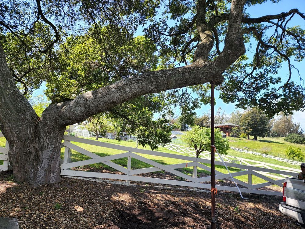 Sustainable Tree Specialists