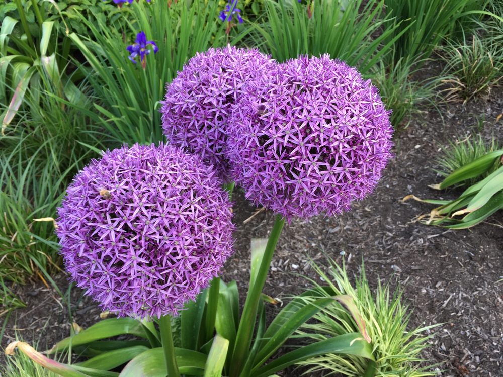 Queen's Park