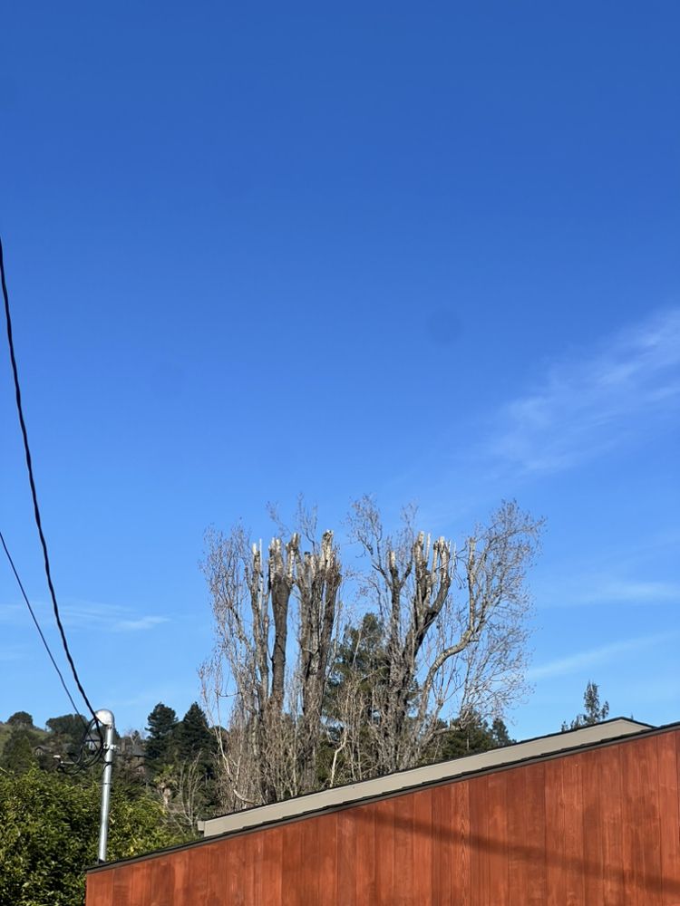 Diaz Tree Service