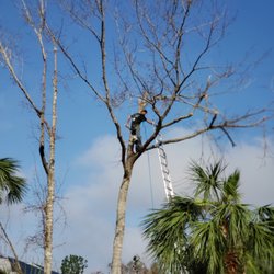 Branch Managers Tree Service Get Quote Services Odessa Photo Of Branch Managers Tree Service Odessa Fl United States Hurricane Michael