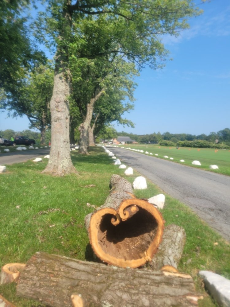 Marquez Tree Services