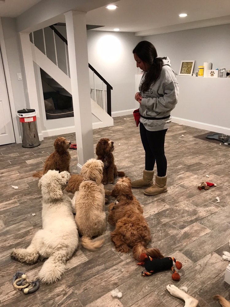 WagMore Dog Training