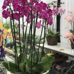 Orchid Nursery San Go Thenurseries Orchid Nursery San Go Thenurseries