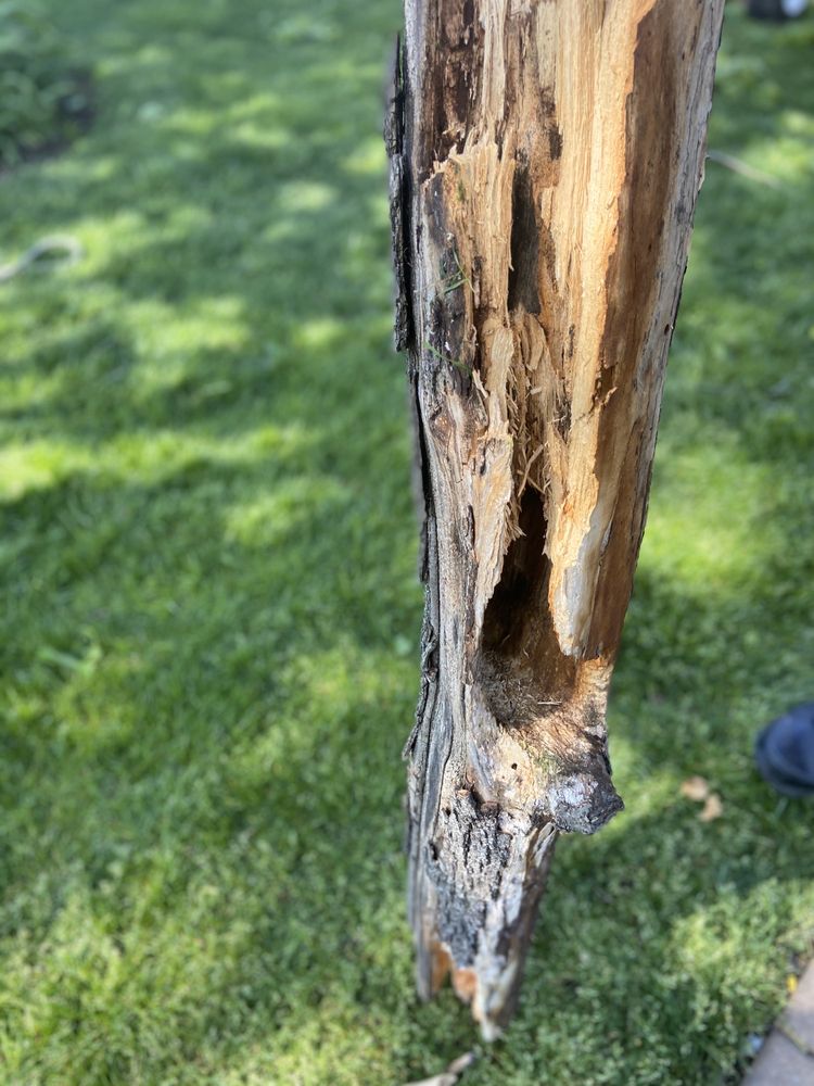 R & J Cheap Tree Service