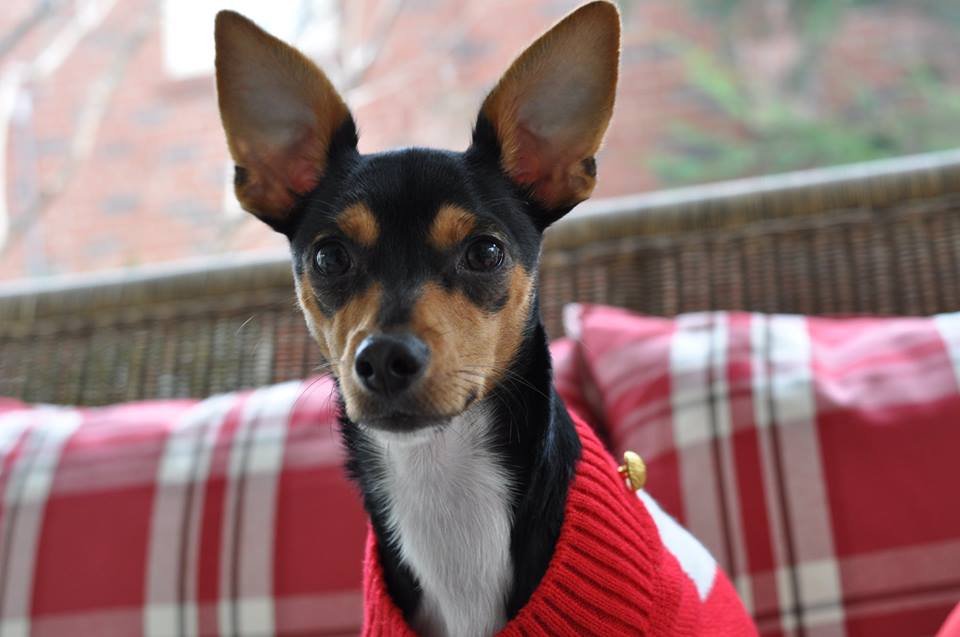 City Dogs Rescue & City Kitties