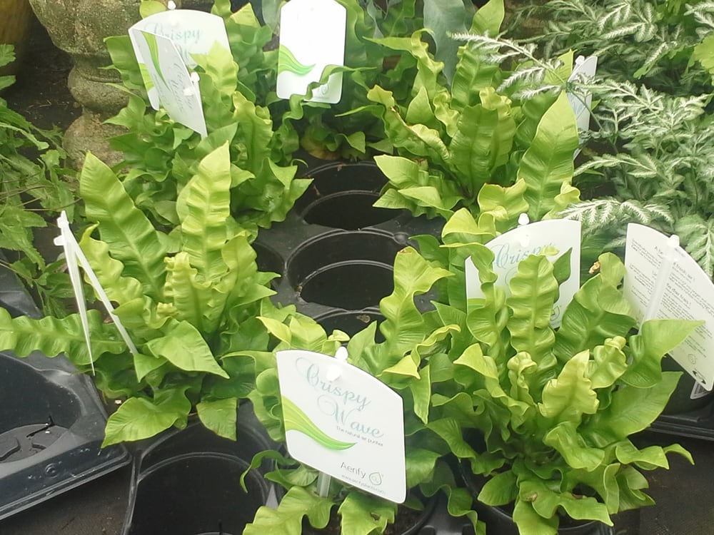 Sheridan Nurseries Etobicoke 10 Reviews Nurseries & Gardening 2069 Burnhamthorpe Rd E