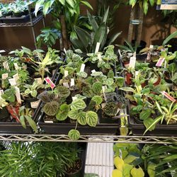 Portland Nursery 101 Photos 116 Reviews Nurseries Gardening Photo Of Portland Nursery Or United States Cute Little Plants