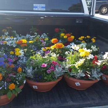 Armstrong Garden Centers 14 Photos 15 Reviews Nurseries Photo Of Armstrong Garden Centers El Cajon Ca United States The Whole