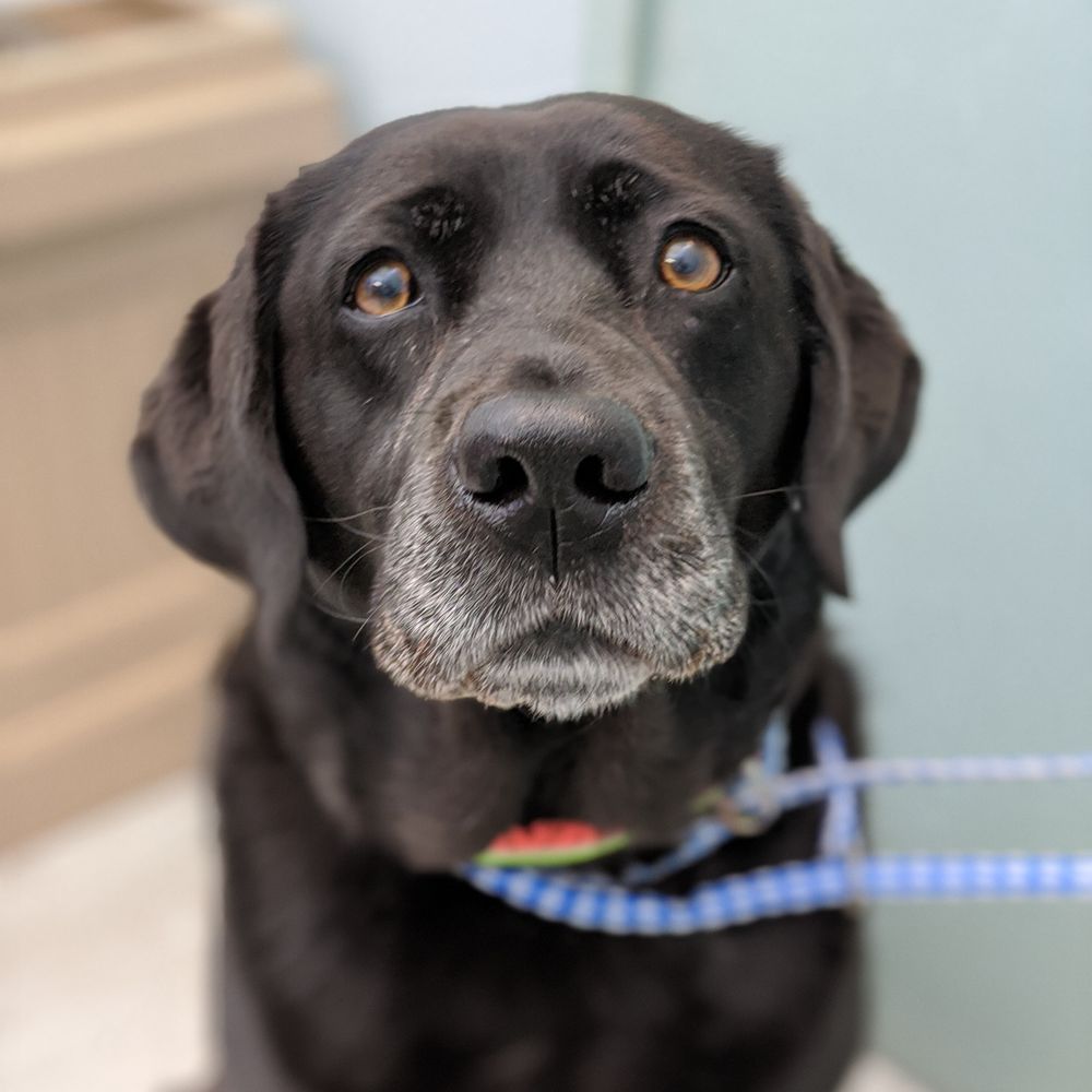Elliott Bay Animal Hospital