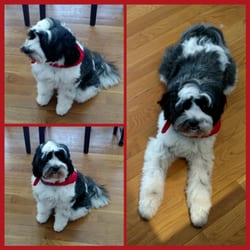 Greenfield Hill Dog Grooming Greenfield Hill Dog Grooming