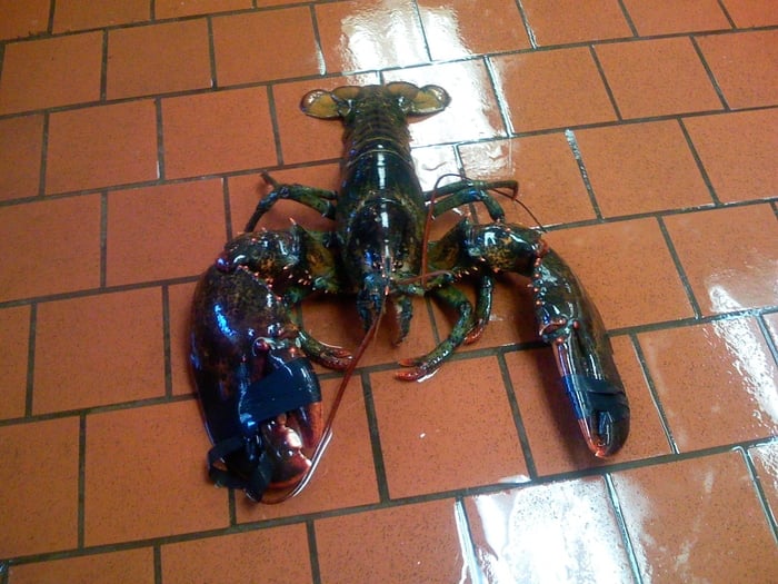 James Hook & Co 1332 Photos & 1094 Reviews Seafood 1517 Northern