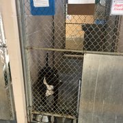 Collier County Domestic Animal Services - Animal Shelters - 7610 Davis