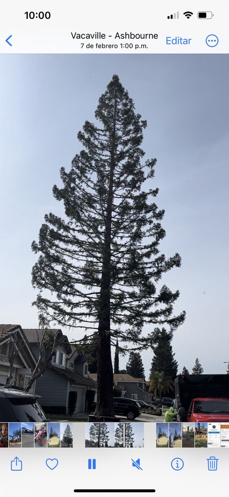 Orozco Tree Service