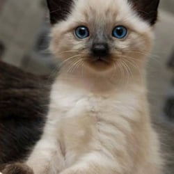 vca rose hill animal hospital