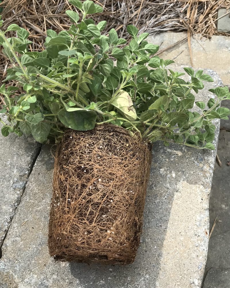 Brafford's Greenhouses