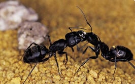 ACE Pest Control Specialists