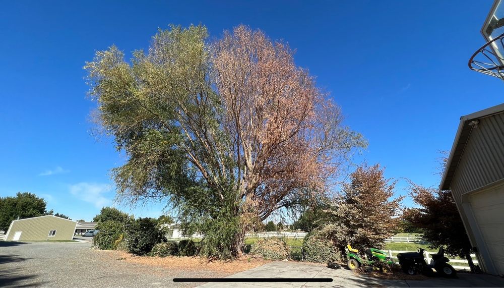 Extreme Tree Service