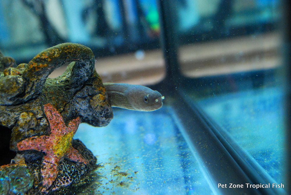 moray eel pet freshwater
