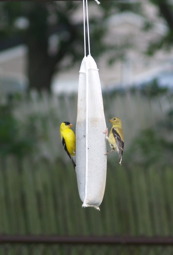 photos for wild birds unlimited yelp photos for wild birds unlimited yelp