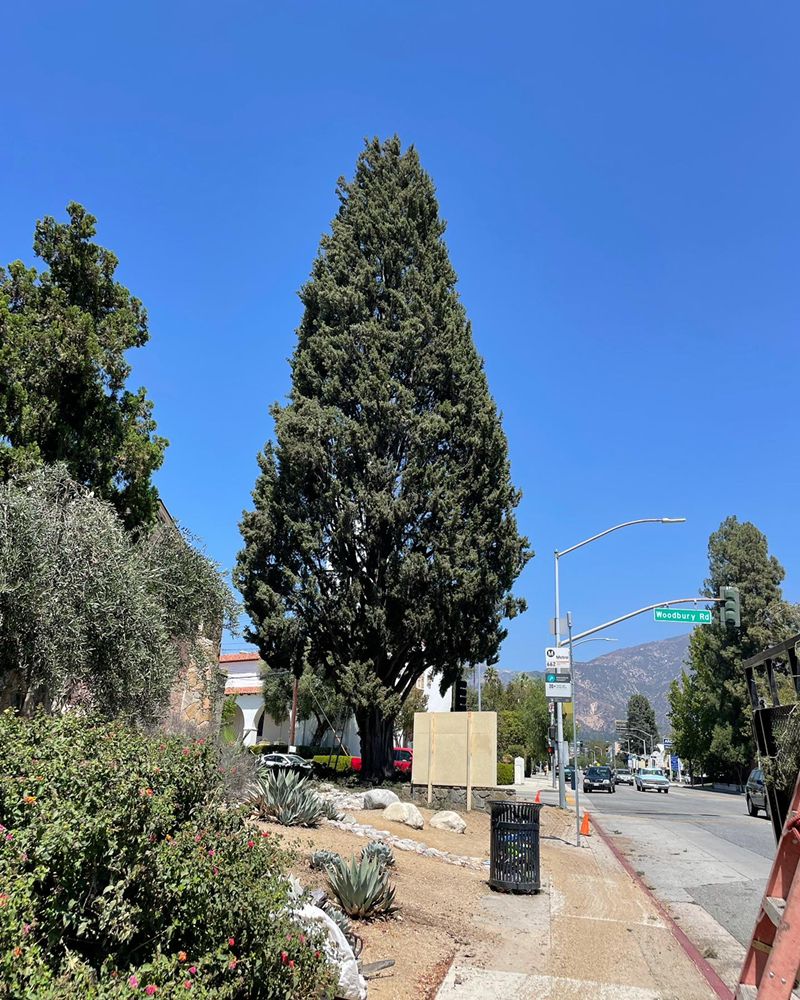 Villatoro Tree Care