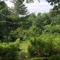 King S Tree Farm Nursery Nurseries Gardening Rr 133 West Photo Of King S Tree Farm Nursery West Boxford Ma United States