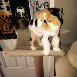 grooming portland happy cat grooming 28 photos 45 reviews pet groomers 2180 se oak grove grooming portland happy cat grooming 28 photos 45 reviews pet groomers 2180 se oak grove