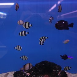 jan s tropical fish