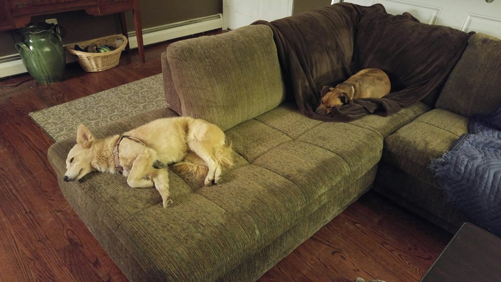 Hometown Bed & Biscuits 26 Photos Pet Sitting 6137 Franconia Rd