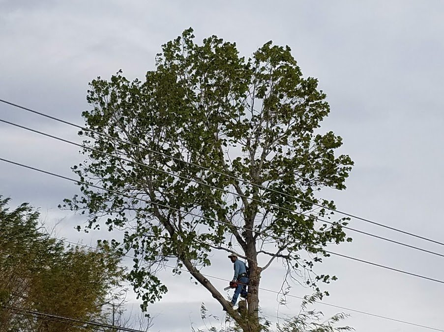 Envision Landscapes & Tree Service