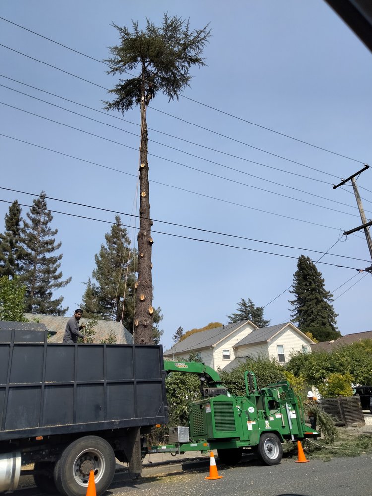 Advance Tree Care