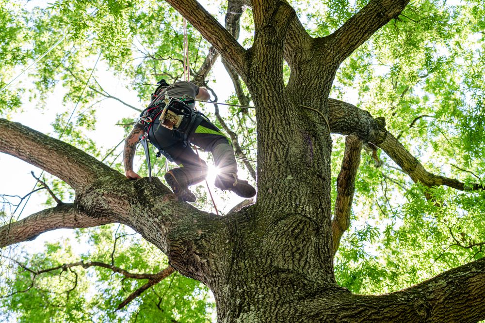 Broadleaf Tree and Shrub