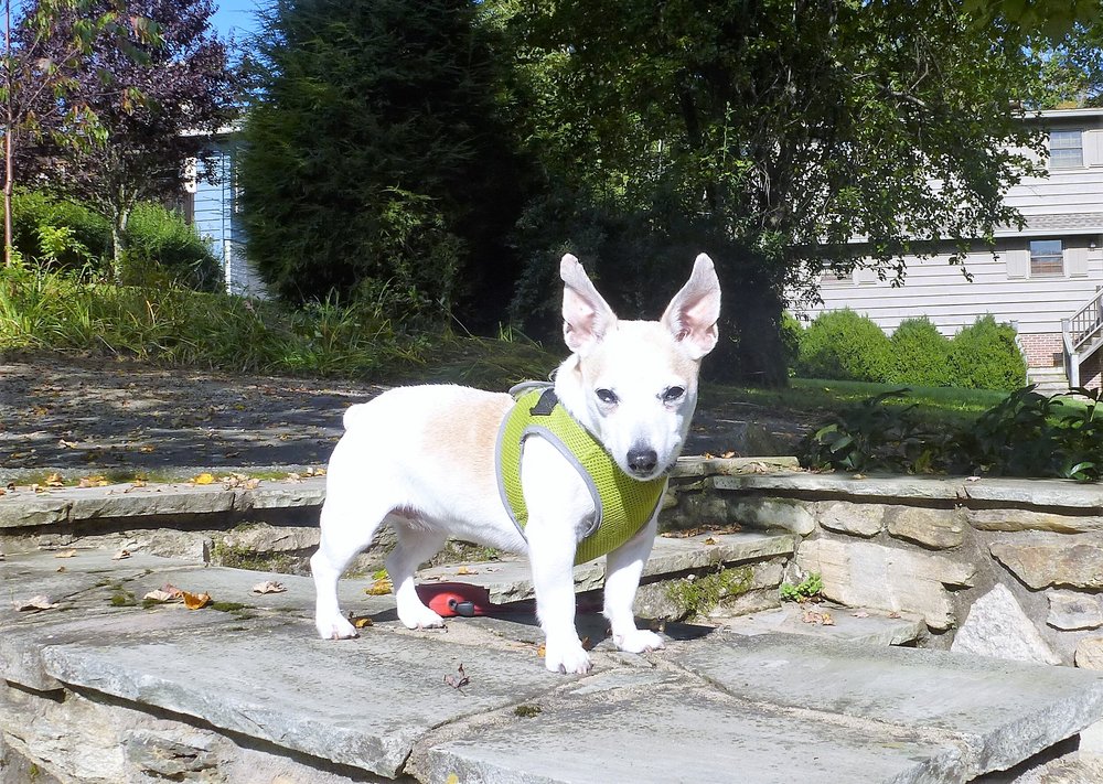 Deborah Randolph - Pirate Homes & Realty