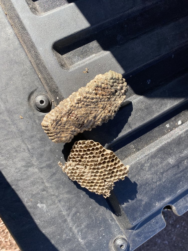 King Pest Management