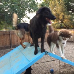 dog kennels colorado springs dog kennels colorado springs