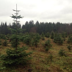 fish creek tree farm christmas trees arlington wa fish creek tree farm christmas trees arlington wa