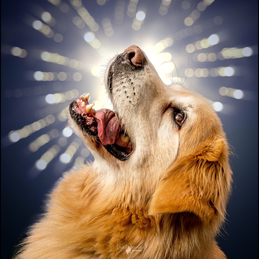 Beast Friends Photography