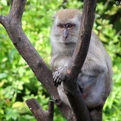 monkey jungle 320 photos