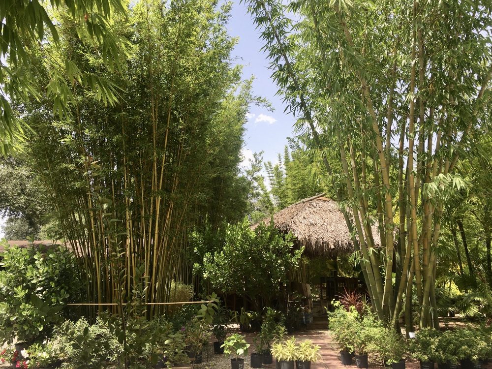 Island Bamboo Garden