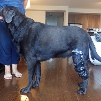 Posh Dog Knee Brace Servicios Para Mascotas Po Box 353423 Palm Foto De Posh Dog Knee Brace Palm Coast Fl Estados Unidos Side