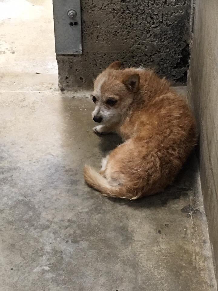 Los Banos Animal Shelter 17 Reviews Animal Shelters 1010 Airport