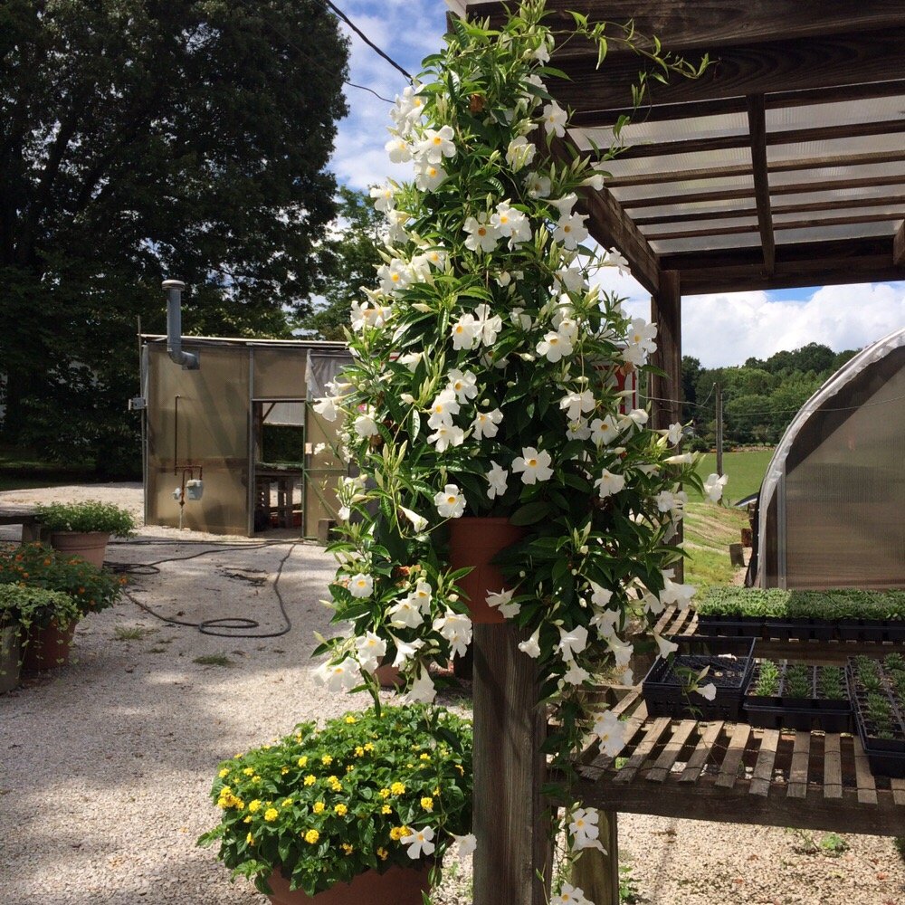 Williams Greenhouse