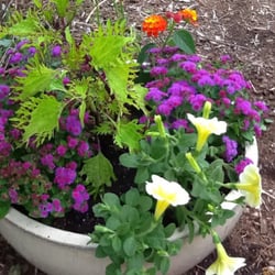 Plant By Numbers Garden Design numbered plants Photo Of Selina Garden Design Elgin Il United States Container Gardens For Plant By Numbers Garden Design find this pin and more on creative container gardening plant by numbers Photo Of Selina Garden Design Elgin Il United States Container Gardens For