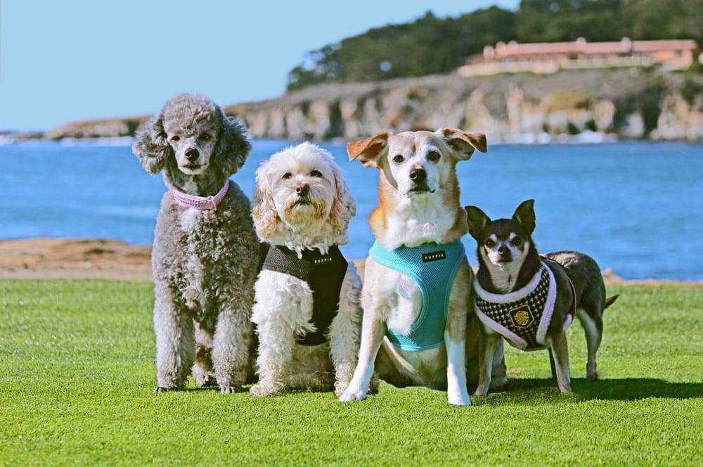 Grooming By The Sea 25 Photos & 42 Reviews Pet Groomers E Mission