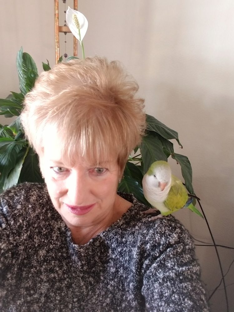 image of business Desert Valley Dental