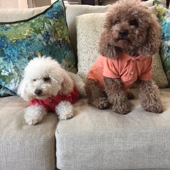 Good Dog Grooming Shop - 50 Photos & 70 Reviews - Pet Groomers - 11394