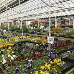 Groundcovers Greenhouse 13 Photos 22 Reviews Nurseries Photo Of Groundcovers Greenhouse Denver Co United States
