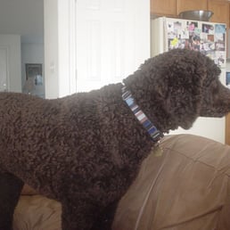 dog sitting in my home dog sitting in my home