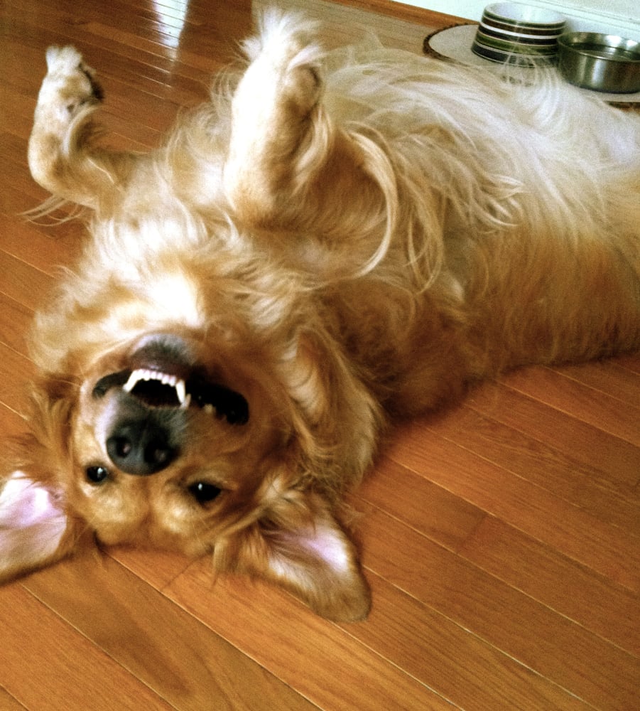 Play Sit Stay Professional Pet Sitting
