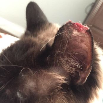 Bubbles Dog Grooming & Spa - 59 Photos & 103 Reviews - Pet Groomers